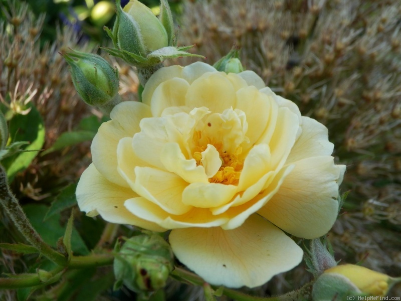 'Thisbe (hybrid musk, Pemberton, 1918)' rose photo