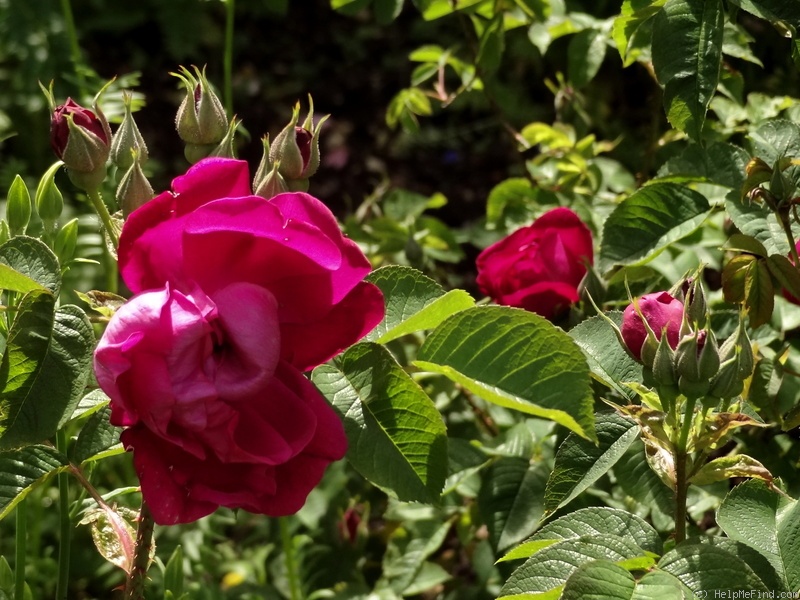 'Mrs. Anthony Waterer' rose photo