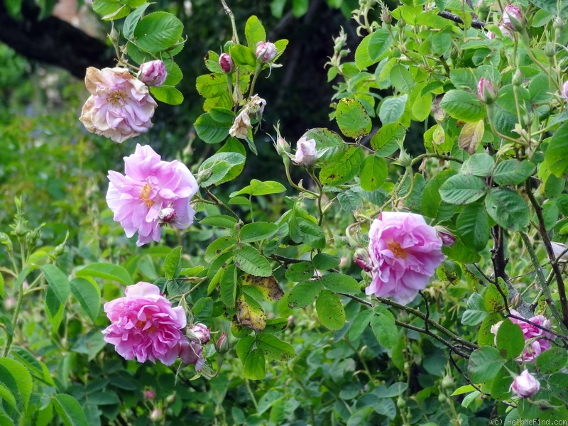 'Versicolor (damask, Unknown before 1551)' rose photo
