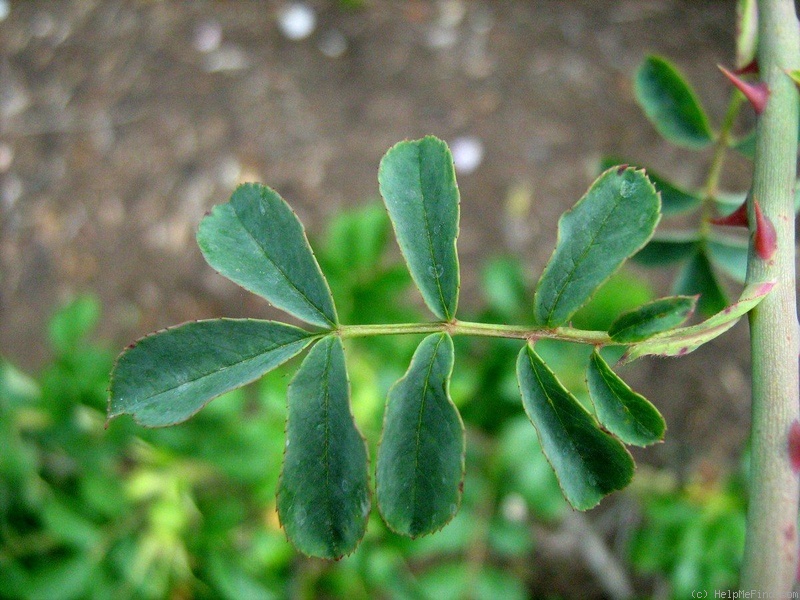 'R. soulieana' rose photo