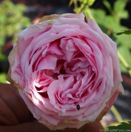 'MORqueencrest' rose photo