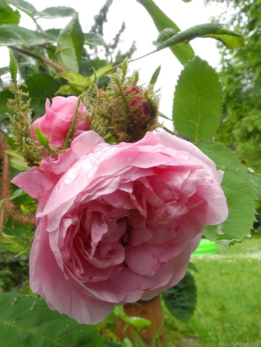 'Muscosa' rose photo