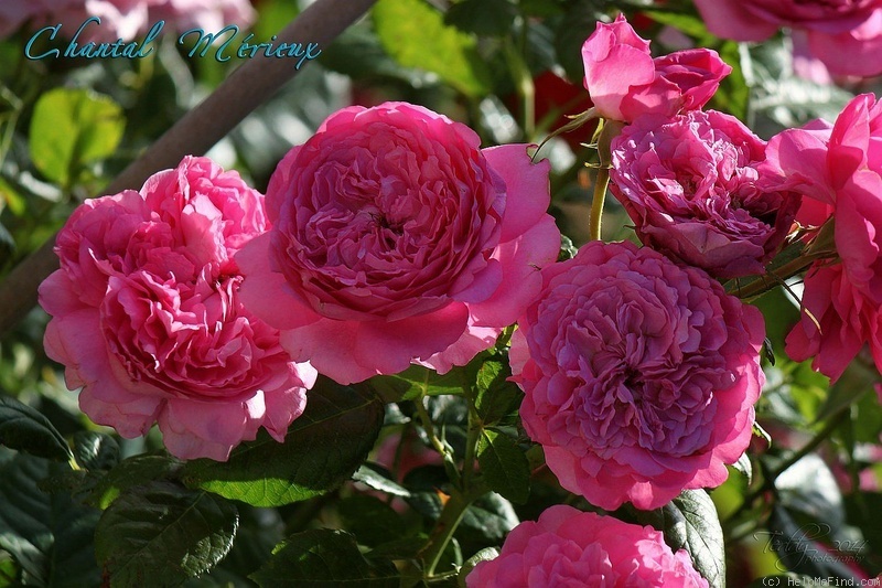 'Chantal Mérieux ®' rose photo