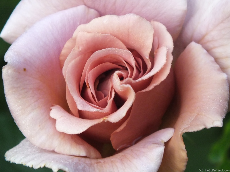 'Julia's Rose' rose photo