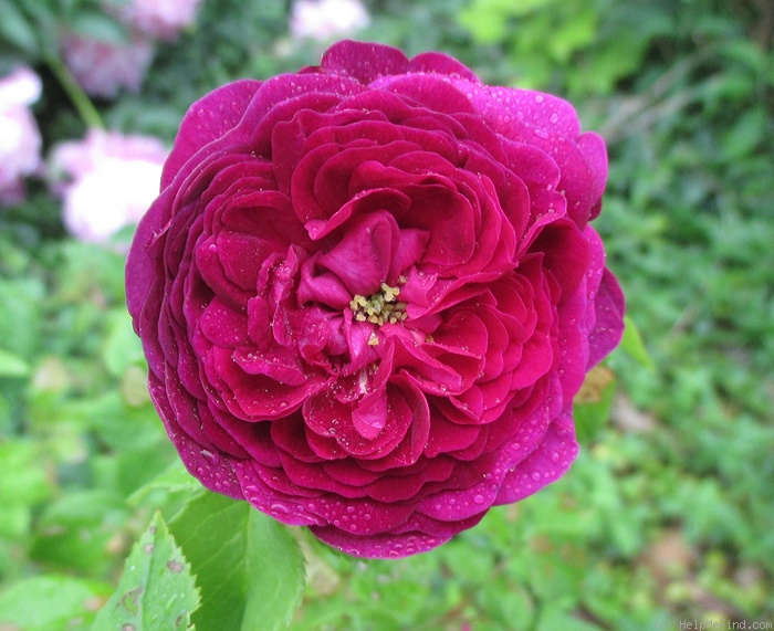 'Rook' rose photo