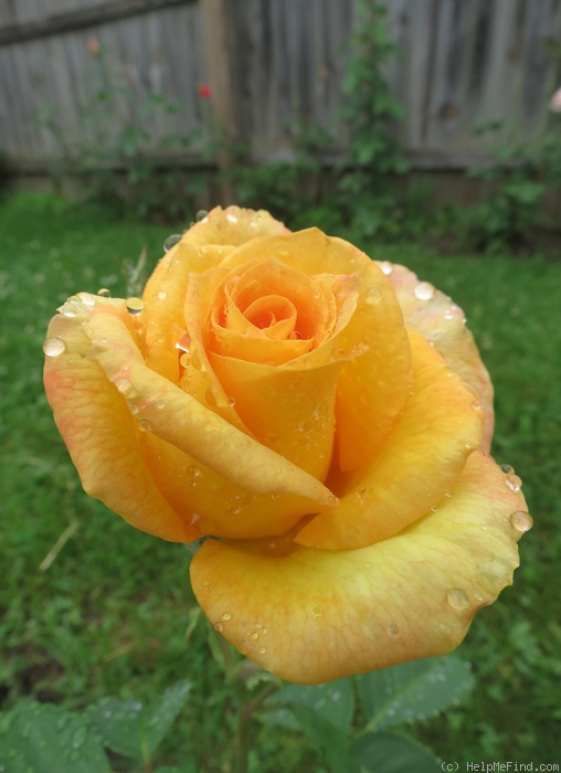 'Gold Medal' rose photo