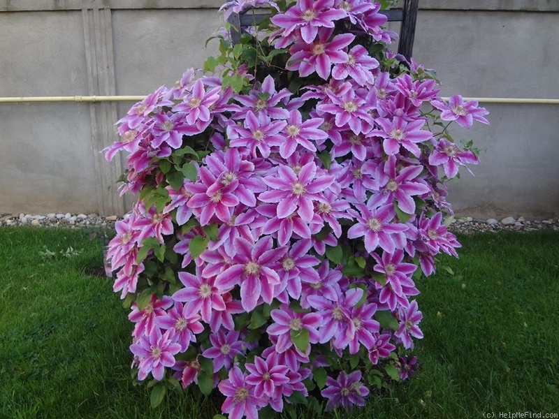 'Dr. Ruppel' clematis photo