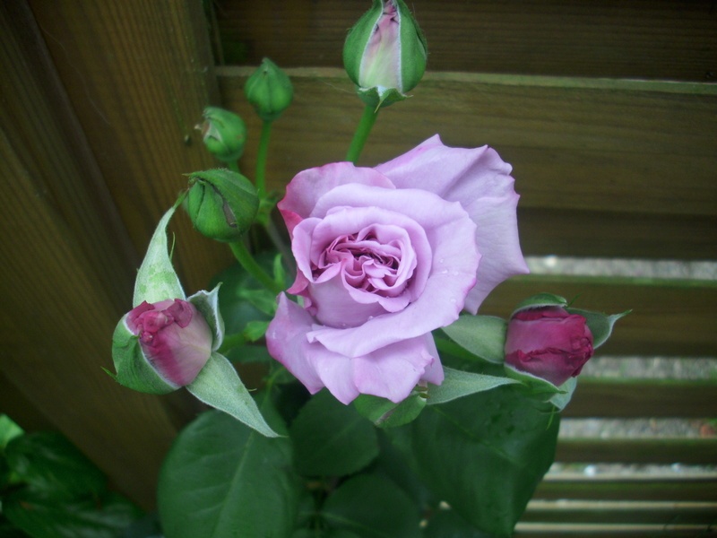 'Tarde Gris' rose photo