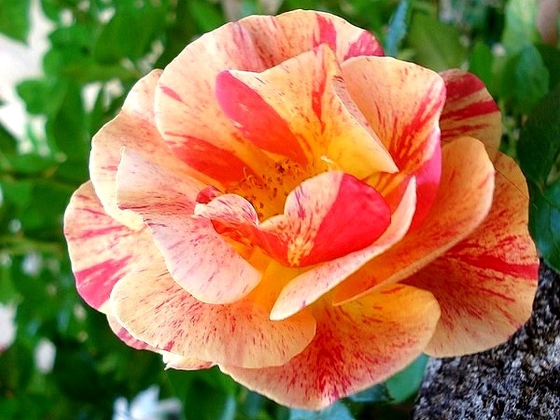 'Arpege ® (floribunda, Dickson, 2010)' rose photo