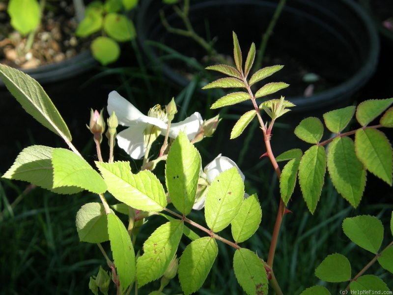 'Sebastopol Queen' rose photo