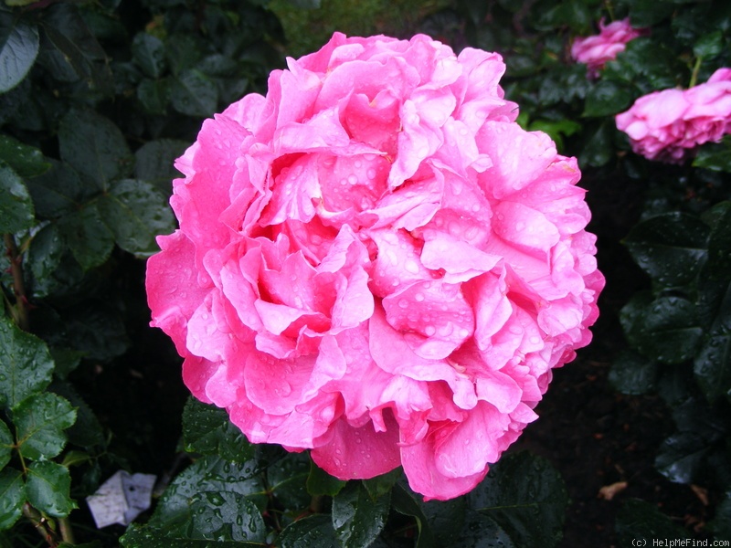 'Yves Piaget ®' rose photo