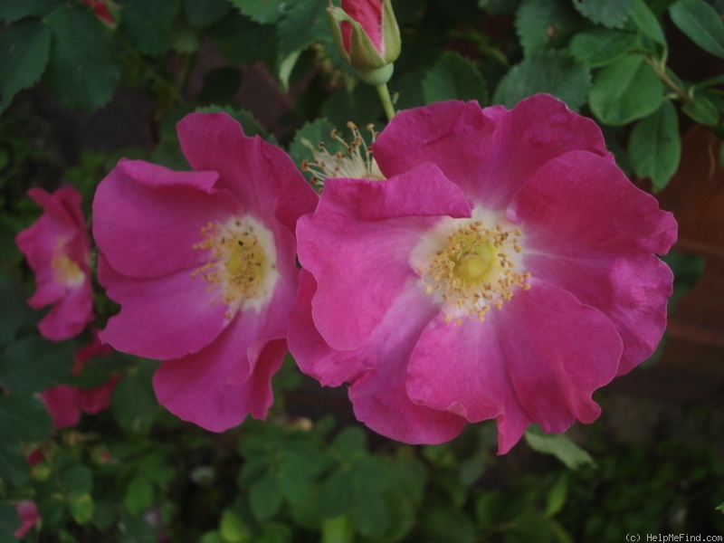 '<i>R. arkansana</i>' rose photo