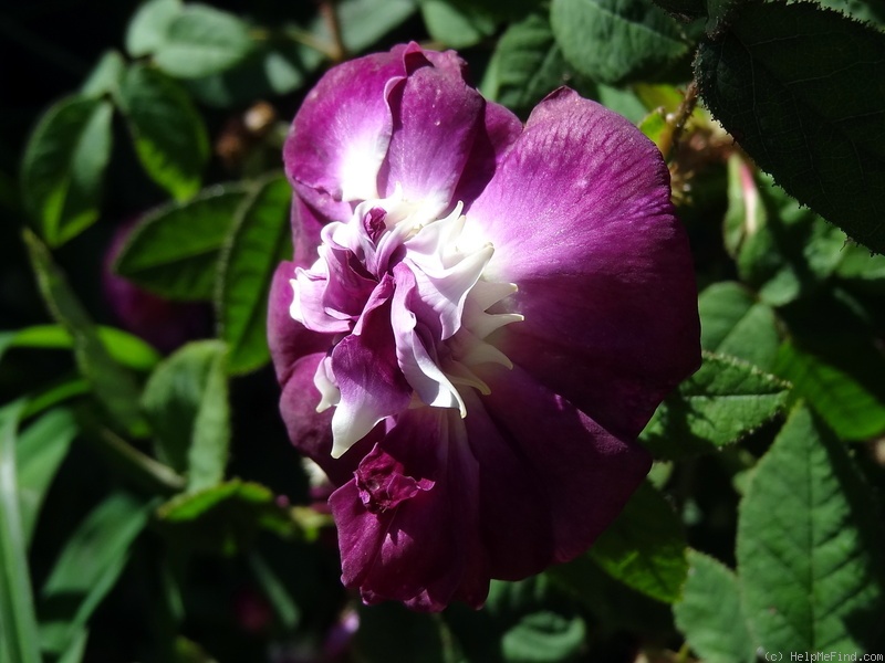 'Capitaine John Ingram' rose photo