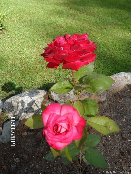 'Ideal Home' rose photo