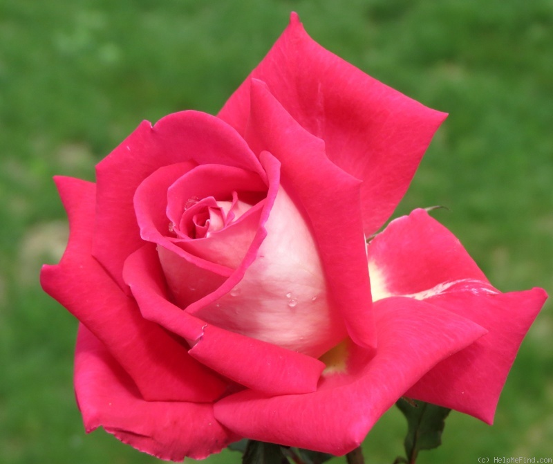 'Love (grandiflora, Warriner, 1977)' rose photo