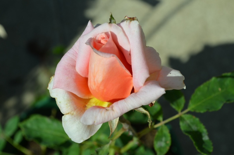 'Apricot Queen (hybrid tea, Howard, 1940)' rose photo