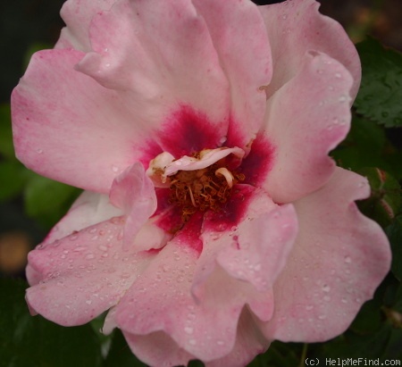 'CHEwdelight' rose photo