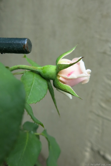 'Kaiserin Friedrich' rose photo