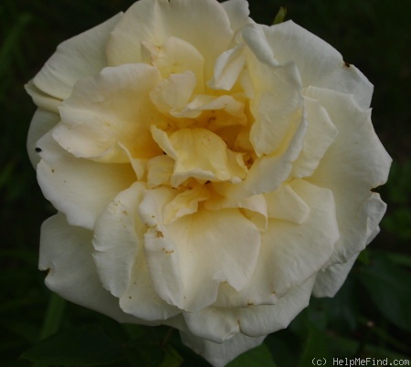 'Cilly Michel' rose photo