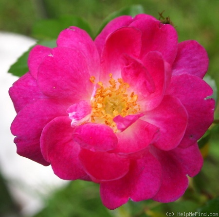 'Ixl' rose photo