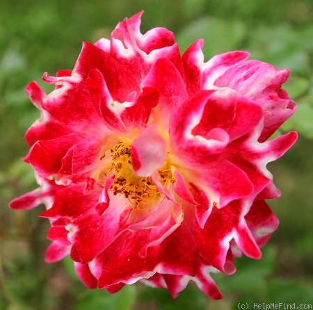 'Sparkling Ruffles ®' rose photo