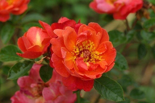 'Looking in your eyes™ Plant'n'relax®' rose photo