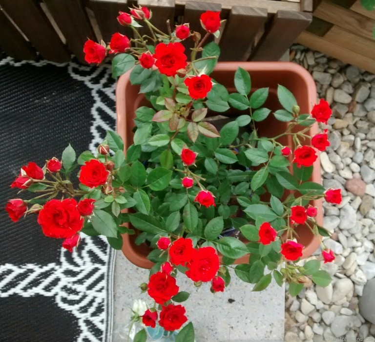 'Orange Babyflor ®' rose photo