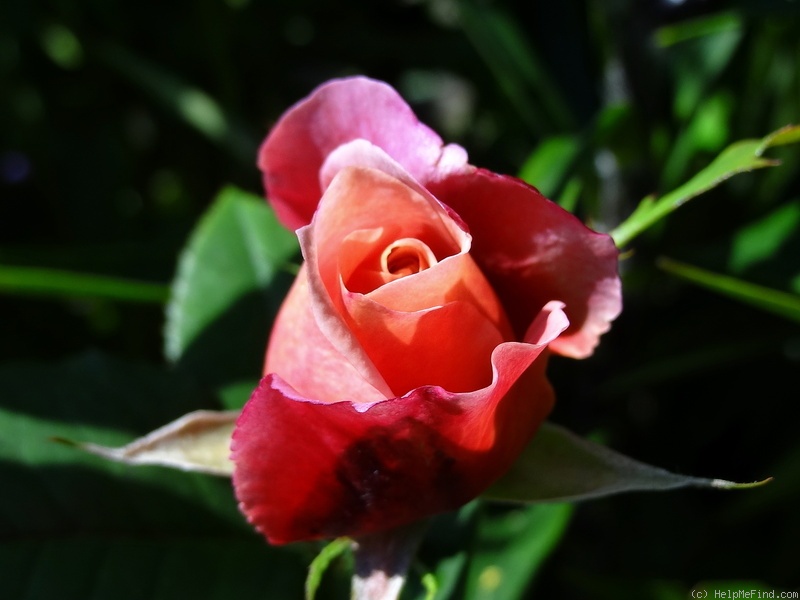 'Distant Drums (Shrub, Buck, 1984)' rose photo