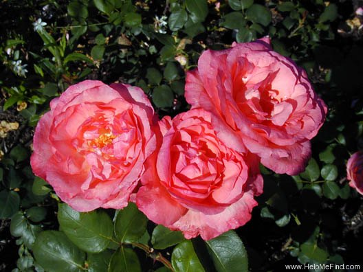 'Aachener Dom' rose photo