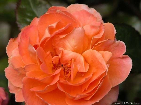 'Typhoon' rose photo