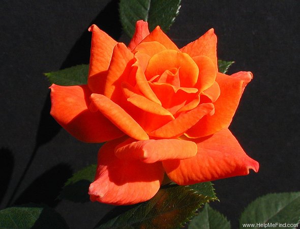 'Mander's Orange Dream' rose photo
