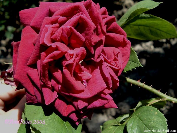 'Bernard Verlot' rose photo