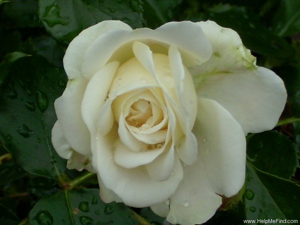 'Hampton Palace' rose photo