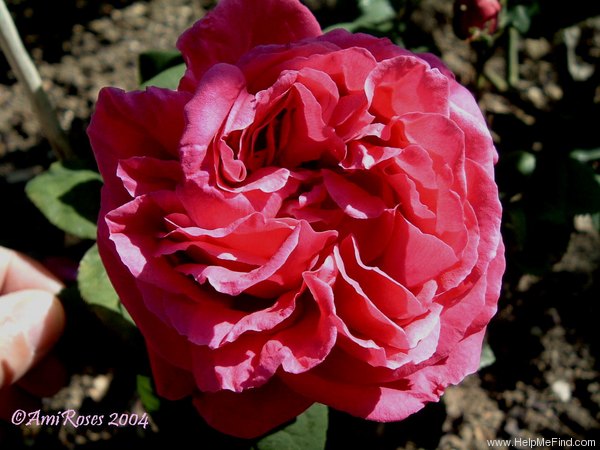 'Colonel Félix Breton' rose photo