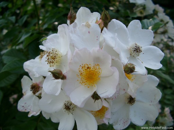 '<i>Rosa helenae</i> Rehder & E.H.Wilson' rose photo