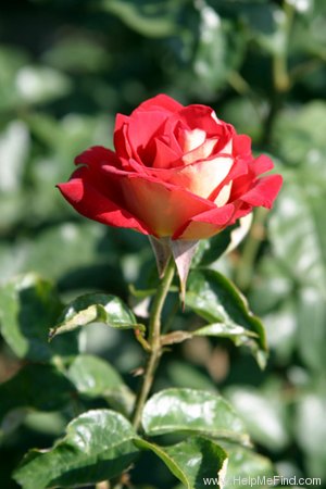'Bicolette' rose photo