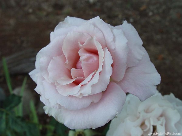 'Oyster Pearl' rose photo