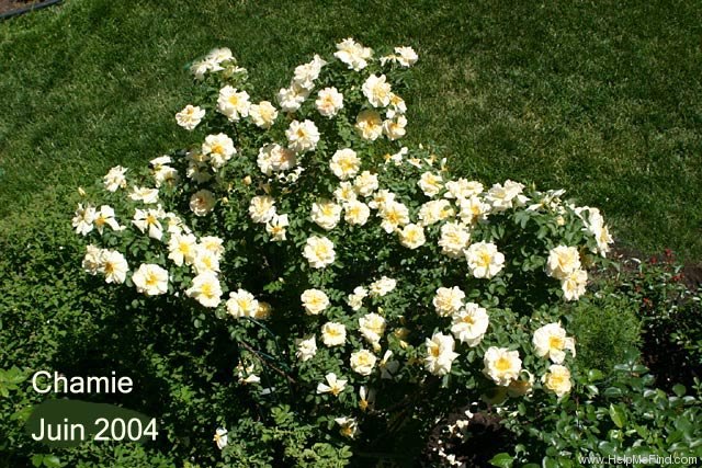 'Agnes (rugosa, Saunders 1902)' rose photo