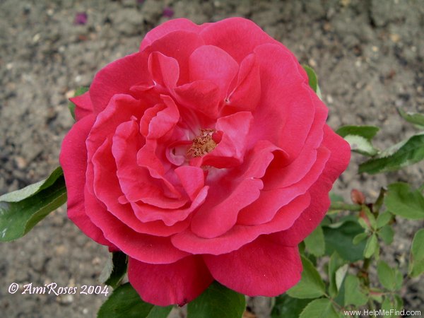 'Adélaïde de Meynot' rose photo