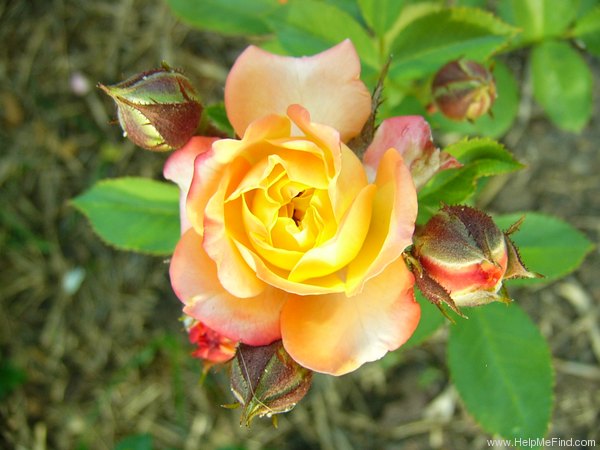 'Rumba ®' rose photo