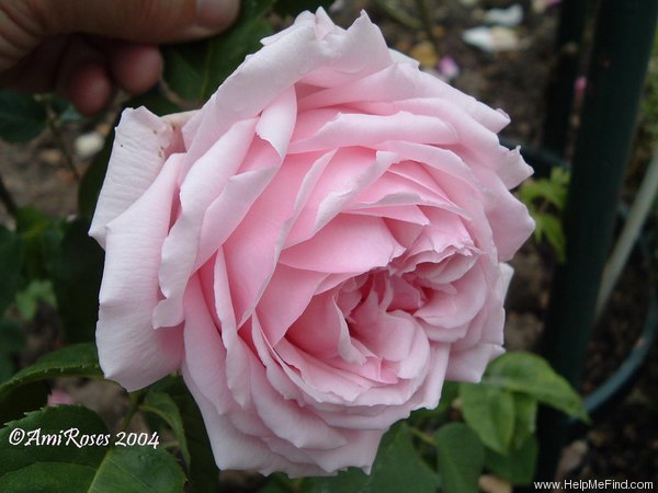 'Ville de Lyon' rose photo