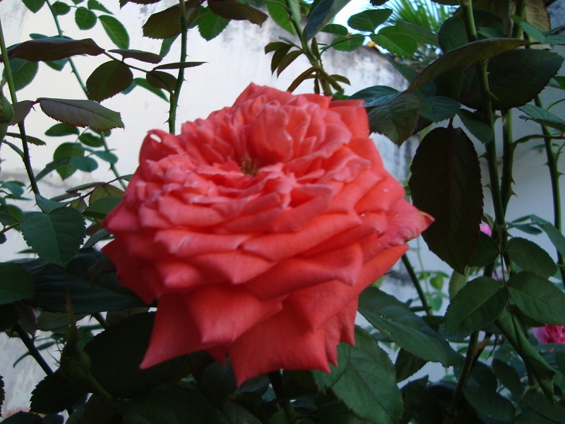 'Super Star' rose photo