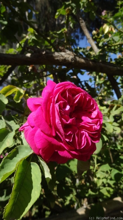 'Madame Isaac Pereire (Bourbon, Garcon, 1876)' rose photo