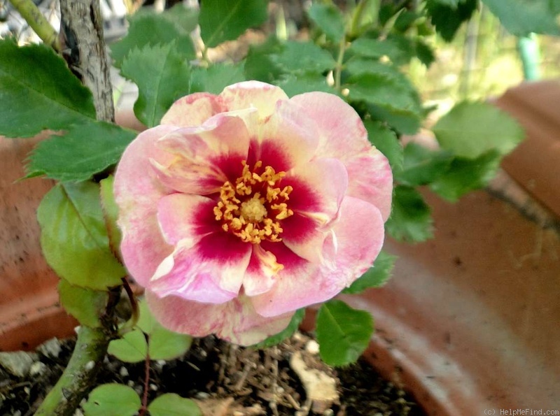 'Bull's Eye (shrub, James 2011)' rose photo