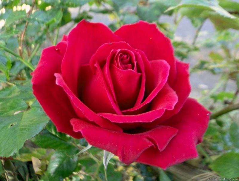 'Intrepid ™' rose photo