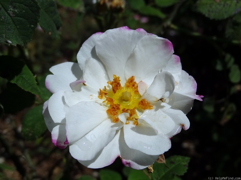 'Hebe's Lip (Damask, Lee, before 1846)' rose photo