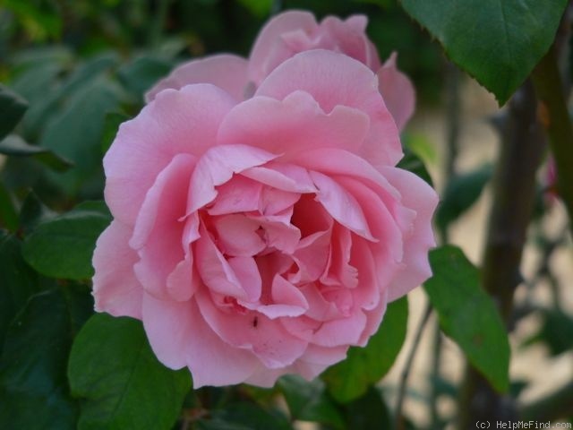 'Joyce Edmonds' rose photo