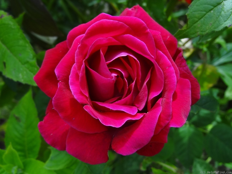 'Duc of Edinburgh' rose photo
