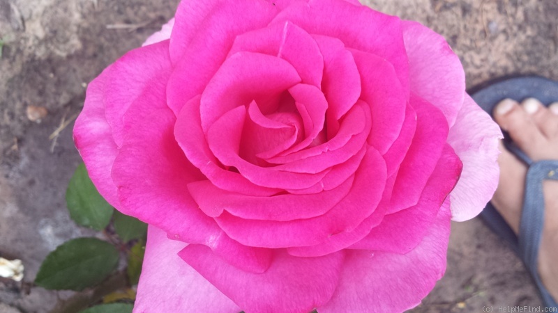 'Buxom Beauty' rose photo