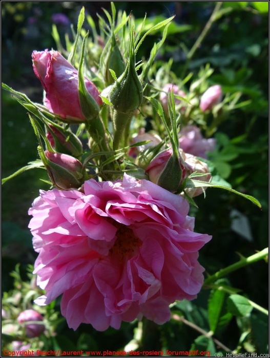 'Rose de Puteaux' rose photo